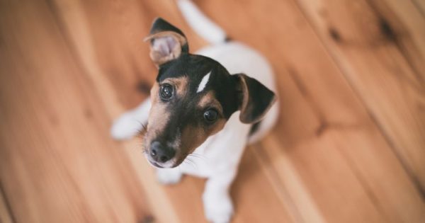 Σκύλοι και αριθμοί: 16 απίθανα πράγματα που ίσως δεν γνωρίζεις
