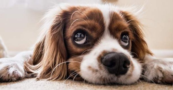 Ο σκύλος σας σάς χειραγωγεί με τα μάτια, σύμφωνα με έρευνα