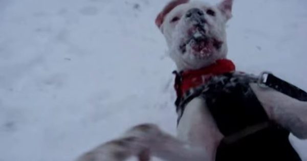 Ενθουσιασμένα σκυλιά έρχονται αντιμέτωπα πρώτη φορά με το χιόνι!