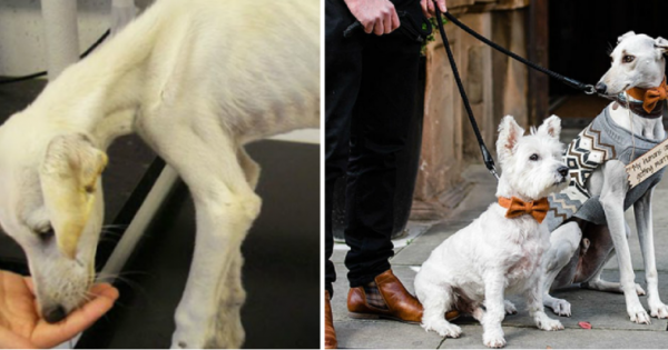 Σκύλος που ζύγιζε μόλις 3 κιλά όταν διασώθηκε, αναρρώνει και συνοδεύει την ιδιοκτήτρια του στον γάμο της