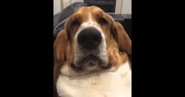 Βίντεο: Γκρινιάρης σκύλος ζητά χάδια