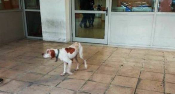 Σκελετωμένο σκυλί τριγυρνάει στον «Άγιο Ανδρέα», στην Πάτρα – Σκληρές εικόνες