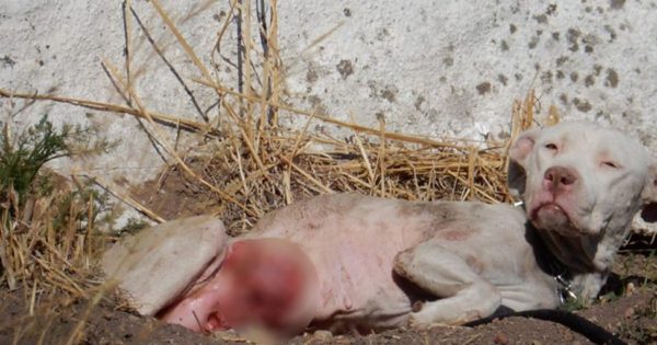 Μυτιλήνη: Άντρας παράτησε το ετοιμοθάνατο και πληγωμένο σκυλί του στο δρόμο και έφαγε πρόστιμο