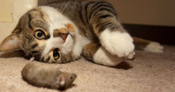 Εξωπραγματικό! Όταν οι γάτες και τα ποντίκια γίνονται οι…καλύτεροι φίλοι! (video)