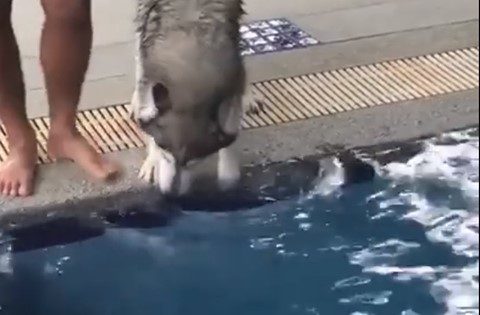 Η βουτιά του σκύλου που φοβόταν το νερό (ΒΙΝΤΕΟ)