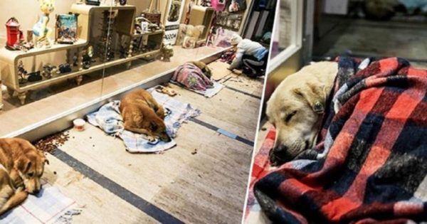 Εμπορικό κέντρο στην Τουρκία επιτρέπει σε άστεγα σκυλιά να κοιμηθούν μέσα του ώστε να αποφύγουν το τσουχτερό κρύο