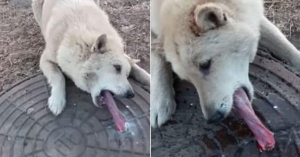 Άντρας σώζει σκύλο που η γλώσσα του είχε κολλήσει από το κρύο σε καπάκι υπονόμου