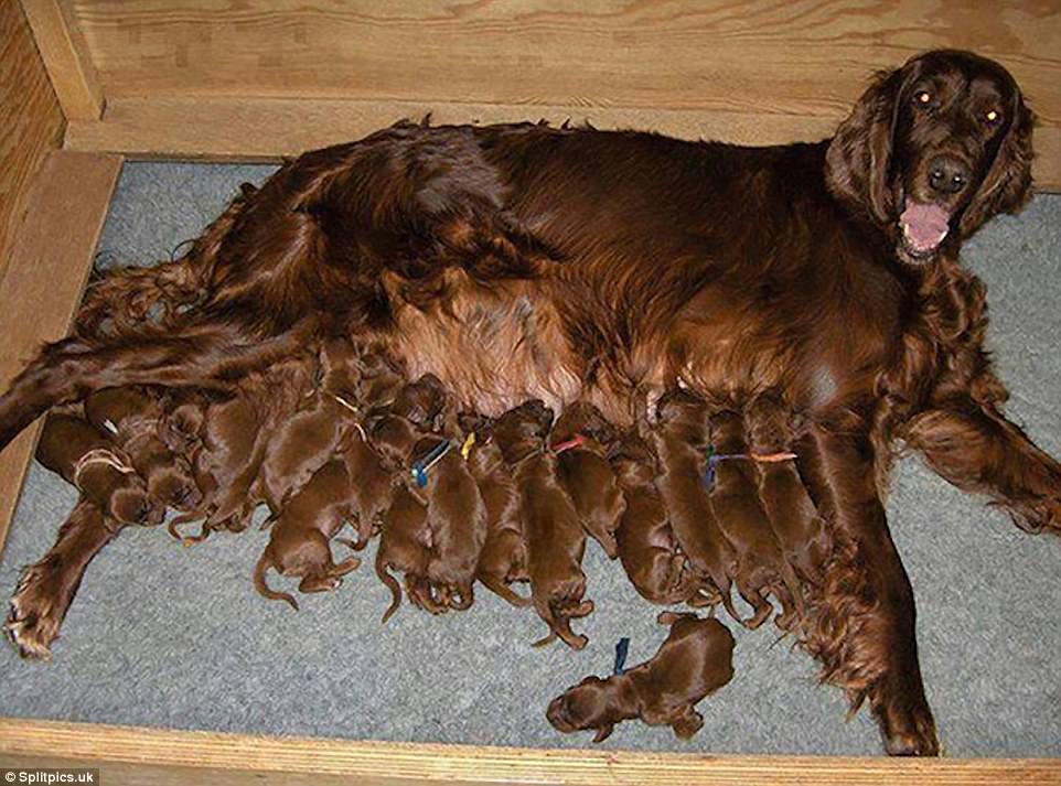 σκύλοι σκυλιά μωρά κουτάβια 