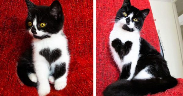Γάτα «φοράει» κυριολεκτικά την καρδιά στο στήθος της και έχει ξετρελάνει τους χρήστες του διαδικτύου