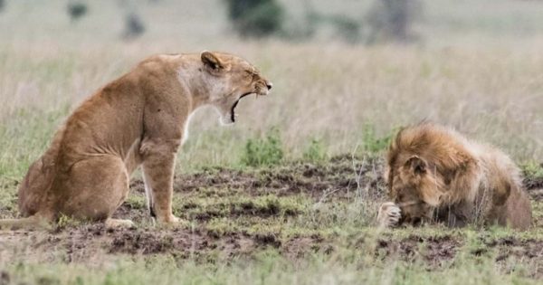 Λέαινα μαλώνει λιοντάρι και αυτό κρύβεται πίσω από την πατούσα του