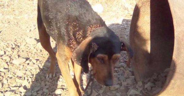 Λασίθι: Κακοποιημένα ζώα είχαν υπεράσπιση σε δίκη, για πρώτη φορά στην Ελλάδα