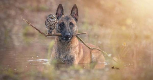 Η ασυνήθιστη φιλία ενός σκύλου με κουκουβάγιες μέσα από εκπληκτικές φωτογραφίες