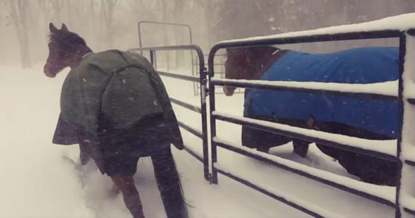 Κτηνοτρόφος άφησε άλογα να βγουν στο χιόνι να παίξουν και η αντίδραση είναι απλά ξεκαρδιστική