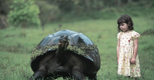 Γιγάντιες χελώνες στα Γκαλαπάγκος