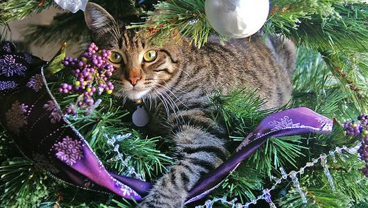Γάτες που κλέβουν τις εντυπώσεις δίπλα σε Χριστουγεννιάτικα δέντρα!
