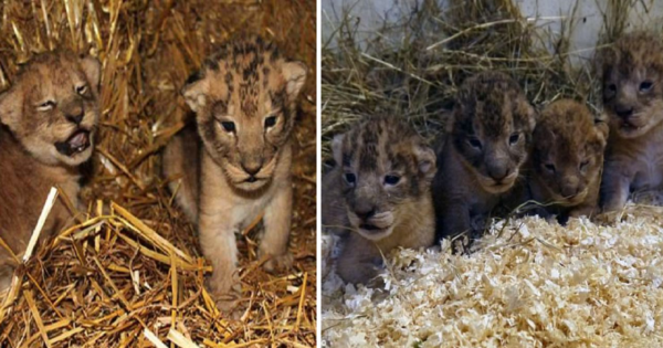 Ζωολογικός κήπος θανάτωσε 9 υγιέστατα λιονταράκια γιατί θα μεγάλωναν πολύ