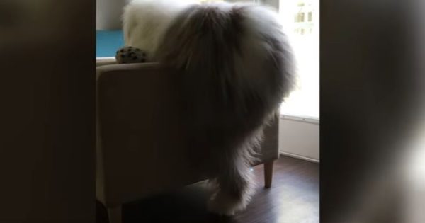 Γιγαντιαίος σκύλος προσπαθεί… μάταια να ανέβει στον καναπέ