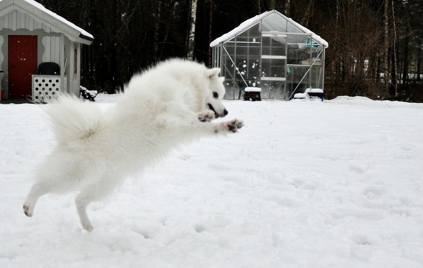 χιόνι σκυλιά 