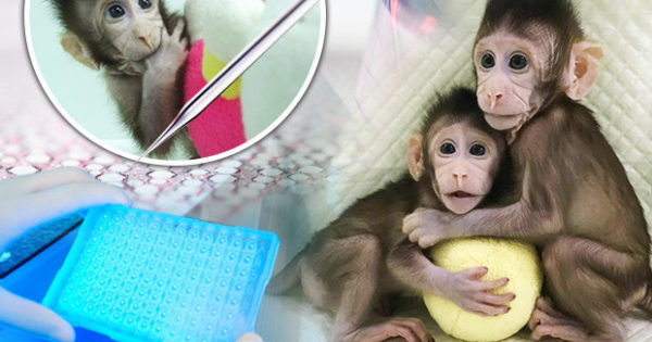 Επιστήμονες κλωνοποίησαν μαϊμού για πρώτη φορά και ανοίγουν το δρόμο για την κλωνοποίηση του ανθρώπου