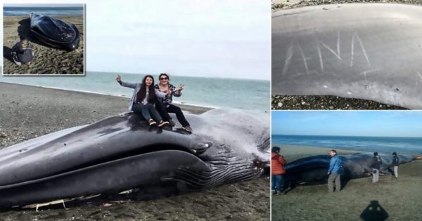Άνθρωποι ζωγράφισαν γκράφιτι πάνω σε κουφάρι νεκρής φάλαινας και ανεβαίνουν πάνω για να βγάλουν selfies