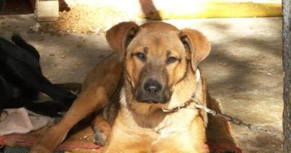 Καλαμάτα: Φυλάκιση 1 έτους και 5.000 ευρώ σε άντρα που κλότσησε σκύλο