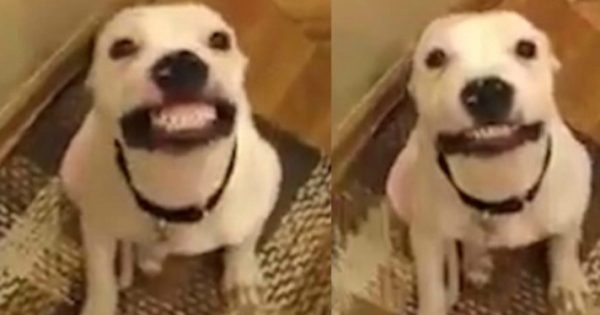 Αυτός ο σκύλος έχει… καλύτερο χαμόγελο από εσένα! (vid)