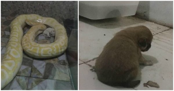 Ζωολογικός κήπος στην Κίνα έδινε κουτάβια για φαγητό σε πεινασμένους πύθωνες