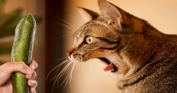 Γιατί οι γάτες φοβούνται τα … αγγούρια; (βίντεο)