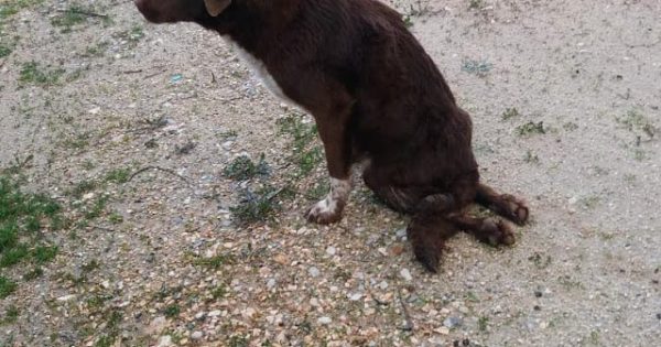 Κινητοποίηση για την σωτηρία τραυματισμένου σκύλου στον Αστακό