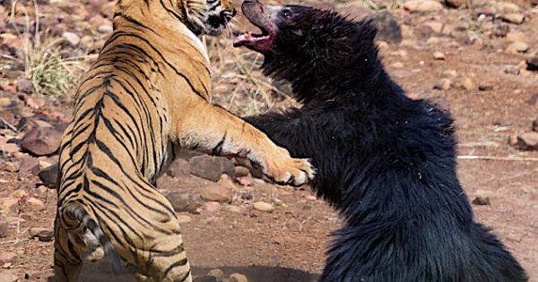 Σπάνια μονομαχία τίγρης με αρκούδα καταγράφτηκε σε βίντεο