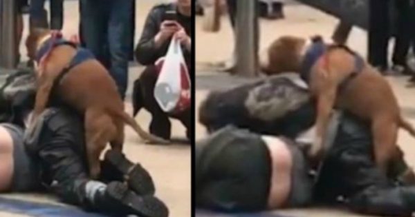 Video: Σκύλος με… κάψες διακόπτει καβγά δύο ανδρών με τον πιο απίθανο τρόπο!