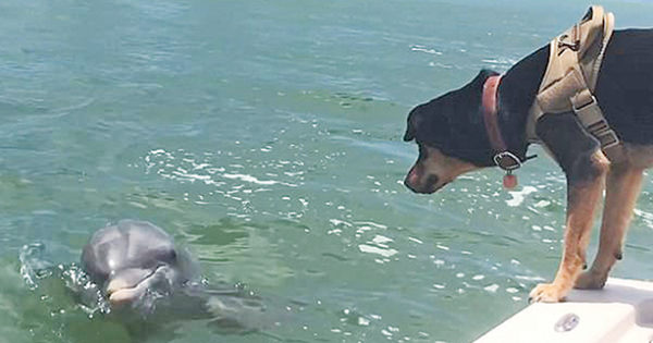 «Έλιωσαν» καρδιές από την τρυφερή φιλία σκυλίτσας με δελφίνι