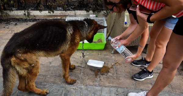 Εθελοντές φροντίζουν ζώα στο Μάτι, μετά την πύρινη λαίλαπα (εικόνες)