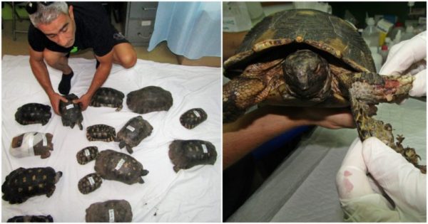 Ήρωες εθελοντές και φιλόζωοι σώζουν καμένες χελώνες, πουλιά και μικρά ζώα από την πυρκαγιά