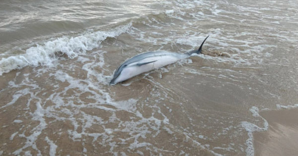 Γιατί δεν πρέπει ποτέ να βοηθήσουμε ένα εκβρασμένο δελφίνι να επιστρέψει στη θάλασσα;