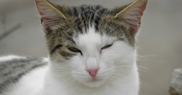 Τι σημαίνει όταν οι γάτες σας ανοιγοκλείνουν τα μάτια τους σε σας;
