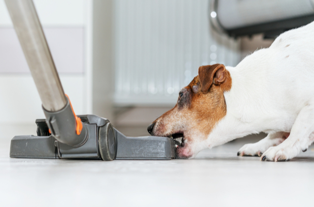 dogs-are-afraid-of-vacuum