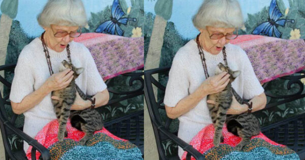 90χρονη Γιαγιά Πλέκει Κουβερτούλες Για Γάτες Καταφυγίου Όσο Αυτές Περιμένουν Για Υιοθεσία