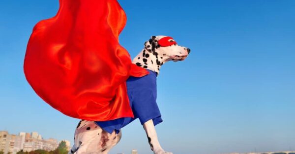 14 εξαιρετικά κοστούμια υπερηρώων για το σκύλο σας το 2021