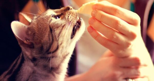 Μπορούν οι γάτες να τρώνε τυρί;