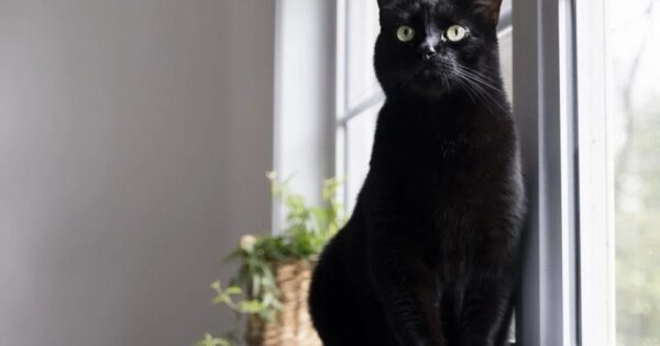 Μύθοι για τις μαύρες γάτες: Διαχωρίζοντας τους μύθους από την αλήθεια