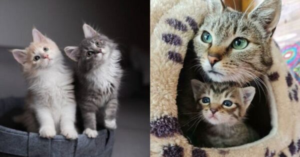 8 Λόγοι Που Δύο Γάτες Είναι Καλύτερες Από Μία