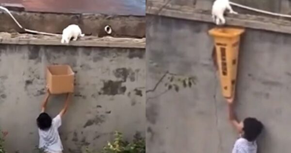 Γλυκό Αγόρι Διασώζει Παγιδευμένη Γάτα Από Ψηλό Τοίχο Και Γίνεται Viral – Βίντεο