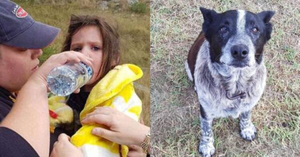 Ήρωας Τυφλός Σκύλος Σώζει Τη Ζωή 3χρονου Κοριτσιού Που Είχε Χαθεί Στο Δάσος