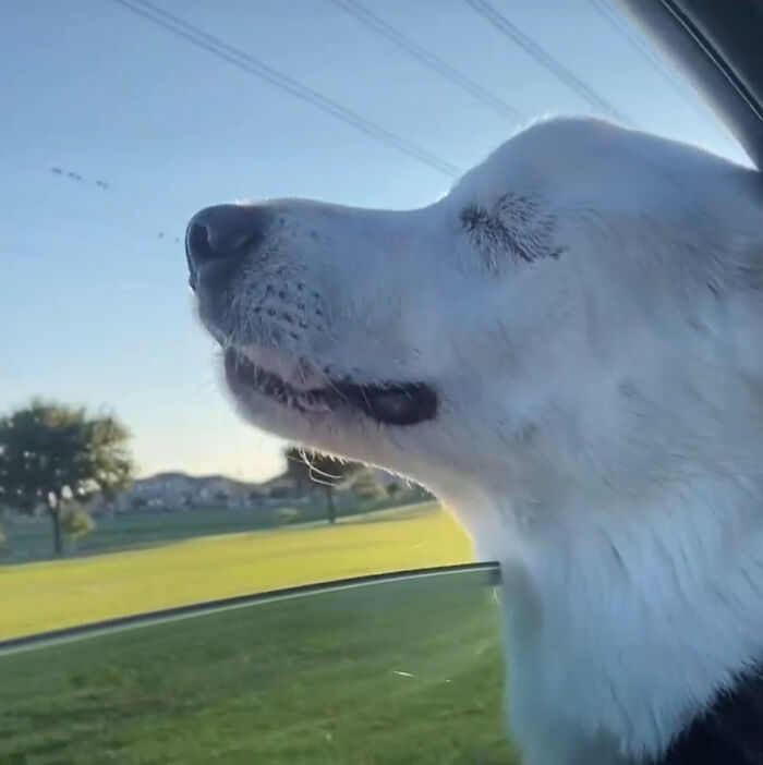 Moment-Blind-Dog-Realises-She-Is-Going-To-The-Dog-Park-Wins-Peoples-Hearts-618e743437135-png__700