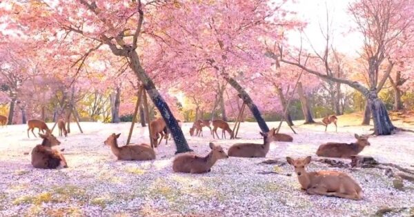 Ελάφια Κάνουν Βόλτα Και Χαλαρώνουν Δίπλα Σε Ανθισμένες Κερασιές Στην Ιαπωνία