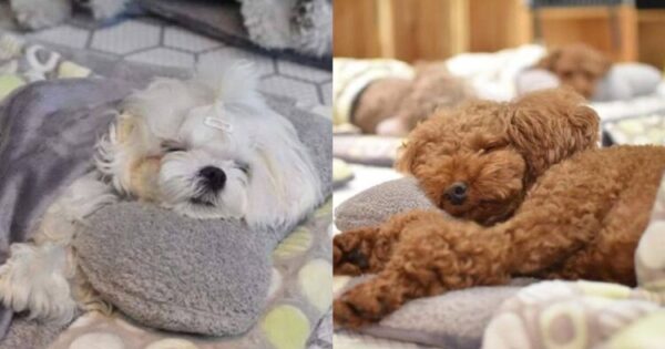 Φωτογραφίες Κουταβιών Που Κοιμούνται Σε Παιδικό Σταθμό Σκυλιών Γίνονται Viral!