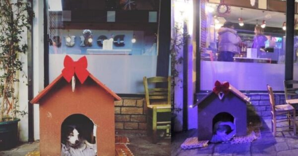 Μεζεδοπωλείο Στην Καστοριά Έβαλε Ένα Όμορφο Σπιτάκι Για Μια Γιαγιούλα Σκυλίτσα