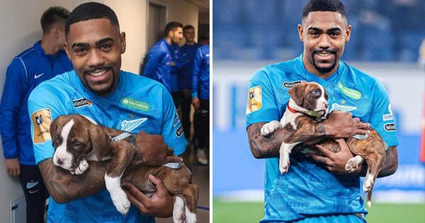 Ρωσική ποδοσφαιρική ομάδα κέρδισε την καρδιά των ανθρώπων βγαίνοντας στο γήπεδο με σκυλιά καταφυγίου για να προωθήσει την υιοθεσία (14 φωτογραφίες)
