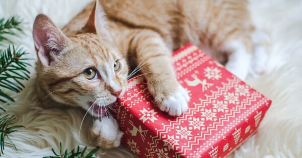 Τα καλύτερα Χριστουγεννιάτικα catnip δώρα για το γατάκι σας